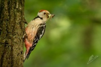 Strakapoud prostredni - Dendrocopos medius - Middle Spotted Woodpecker 3949